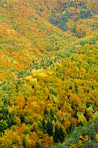 Mixed forest colours in Autumm in the Ordesa and Monte Perdido National Park, Aragn, Pyrenees, Spain. October 2009