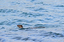 European river otter (Lutra lutra) in sea between foraging dives, Isle of Mull, Scotland, April 2008