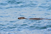 European river otter (Lutra lutra) swimming in sea between foraging dives, Isle of Mull, Scotland, April 2008