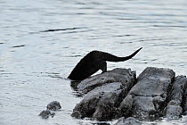 European river otter (Lutra lutra) entering sea from rocks, Ardnamurchan, Scotland, January 2009