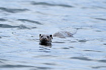 European river otter (Lutra lutra) swimming in sea, Ardnamurchan, Scotland, January 2009