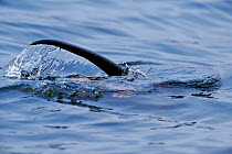 European river otter (Lutra lutra) hunting in sea, tail above water, Ardnamurchan, Scotland, January 2009