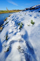 European river otter (Lutra lutra) tracks in snow by the River Tweed, Scotland, February 2009