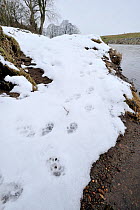 European river otter (Lutra lutra) tracks in snow by the River Tweed, Scotland, February 2009