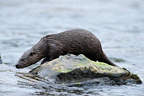 Juvenile European river otter (Lutra lutra) on rock in the River Tweed, Scotland, February 2009