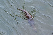 European river otter (Lutra lutra) diving to forage in the River Tweed, Scotland, February 2009