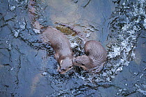 Two juvenile European river otters (Lutra lutra) playing in rapids beneath bridge over River Tweed, Scotland, February 2009