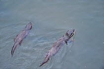 Juvenile European river otters (Lutra lutra) fishing in River Tweed, Scotland, February 2009
