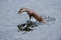 Juvenile European river otter (Lutra lutra) fishing by porpoising, River Tweed, Scotland, March 2009