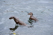 Two juvenile European river otters (Lutra lutra) fishing / foraging by porpoising, River Tweed, Scotland, March 2009