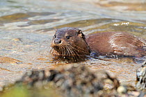 Juvenile European river otter (Lutra lutra) close to shore, Loch Sunart, Scotland, June 2009