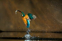 Kingfisher (Alcedo atthis) flying out of water with  fish, Balatonfuzfo, Hungary, January 2009
