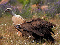 European black vulture (Aegyptus monacha) calling near a Griffon vulture (Gyps fulvus) Extremadura, Spain, April 2009
