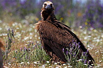 European black vulture (Aegyptus monacha) Extremadura, Spain, April 2009
