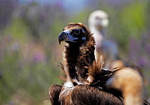 European black vulture (Aegyptus monacha) with ruffled feathers, Extremadura, Spain, April 2009