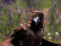 European black vulture (Aegyptus monacha) holind wings out, Extremadura, Spain, April 2009