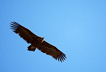 European black vulture (Aegyptus monacha) in flight, Extremadura, Spain, April 2009