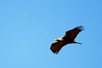 Spanish imperial eagle (Aquila adalberti) in flight, Extremadura, Spain, April 2009, vulnerable species