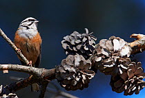 Rock bunting (Emberiza cia) on branch with pine cones on it, Extremadura, Spain, April 2009