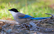 Azure winged magpie (Cyanopica cyanus) profile, Extremadura, Spain, April 2009