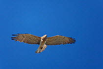 Short toed eagle (Circaetus gallicus) in flight, Extremadura, Spain, April 2009