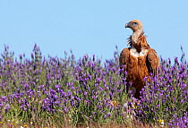 Griffon vulture (Gyps fulvus) amongst flowers, Extremadura, Spain, April 2009