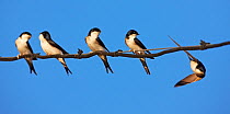 House martins (Delichon urbicum) perched in a row on wire, with another in flight, Extremadura, Spain, April 2009