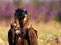 European black vulture (Aegyptus monacha) portrait, Extremadura, Spain, April 2009