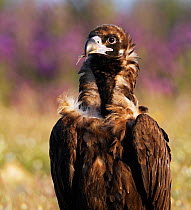 European black vulture (Aegyptus monacha) portrait, Extremadura, Spain, April 2009