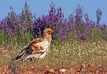 Egyptian vulture (Neophron percnopterus) amongst flowers, Extremadura, Spain, April 2009