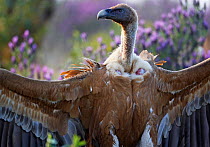 Griffon vulture (Gyps fulvus) with wings stretched out, Extremadura, Spain, April 2009