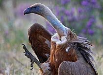 Griffon vulture (Gyps fulvus) walking, foot raised,  Extremadura, Spain, April 2009