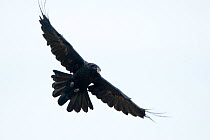 Raven (Corvus corax) in flight carrying food, Fisher pond, Prypiat area, Belarus, June 2009