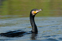 Great cormorant (Phalacrocorax carbo) on water, Fisher pond, Prypiat area, Belarus, June 2009