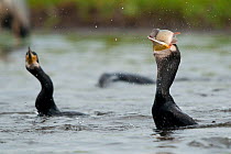 Great cormorant (Phalacrocorax carbo) swallowing fish, Fisher pond, Prypiat area, Belarus, June 2009