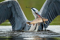 Grey heron (Ardea cinerea) catching a fish, Fisher pond, Prypiat area, Belarus, June 2009. BOOK & WWE INDOOR EXHIBITION Wild Wonders kids book.