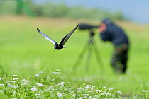 White winged black tern (Chlidonias leucopterus) in flight with a photographer, Prypiat river, Belarus, June 2009