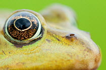 European edible frog (Rana esculenta) close-up of head showing eye, Prypiat area, Belarus, June 2009
