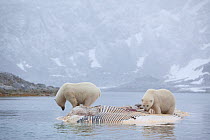 Two Polar bears (Ursus maritimus) feeding on dead whale carcass, Svalbard, Norway, September 2009