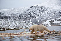 Polar bear (Ursus maritimus) walking on dead whale carcass, Svalbard, Norway, September 2009