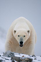 Polar bear (Ursus maritimus) portrait, Svalbard, Norway, September 2009 Wild Wonders kids book.