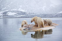 Three Polar bears (Ursus maritimus) feeding on dead whale, Svalbard, Norway, September 2009