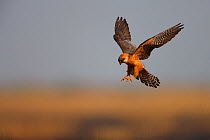 Female Red footed falcon (Falco vespertinus) hunting, Bagerova Steppe, Kerch Peninsula, Crimea, Ukraine, July 2009
