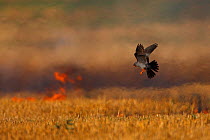 Male Red footed falcon (Falco vespertinus) hunting over burning steppe fields, Bagerova Steppe, Kerch Peninsula, Crimea, Ukraine, July 2009
