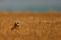Short eared owl (Asio flammeus) in steppe field, Bagerova Steppe, Kerch Peninsula, Crimea, Ukraine, July 2009