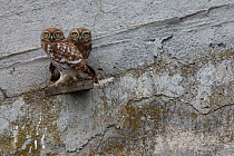 Two Little owls (Athene noctua) perching on a piece of wood, Bagerova Steppe, Kerch Peninsula, Crimea, Ukraine, July 2009