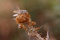 Migratory locust (Locusta migratoria) feeding on vegetation, Bagerova Steppe, Kerch Peninsula, Crimea, Ukraine, July 2009