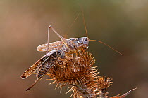 Two Migratory locusts (Locusta migratoria) feeding on vegetation, Bagerova Steppe, Kerch Peninsula, Crimea, Ukraine, July 2009