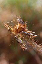Four Migratory locusts (Locusta migratoria) feeding on vegetation, Bagerova Steppe, Kerch Peninsula, Crimea, Ukraine, July 2009