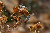 Migratory locusts (Locusta migratoria) feeding on vegetation, Bagerova Steppe, Kerch Peninsula, Crimea, Ukraine, July 2009